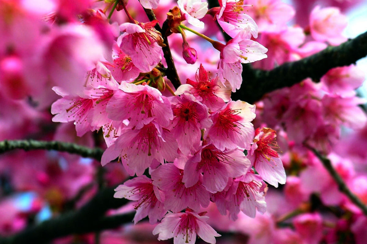 Japanese Sakura Cherry Blossom Tree Seeds - Pink Blooms - Prunus sargentii - Hardy Flower Plant - Packet of 10 Seeds