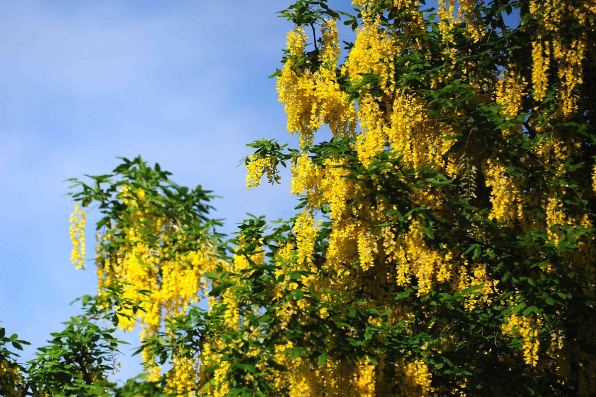 Golden Chain Tree Seeds - Bright Yellow Flowering Plant - Laburnum anagyroides - Ideal for Gardens and Landscaping
