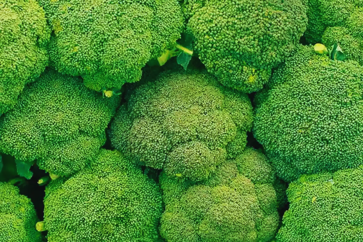 Broccoli Seeds Packet | Non-GMO Heirloom Variety | Brassica oleracea | Fresh Garden Seeds for Home Gardening