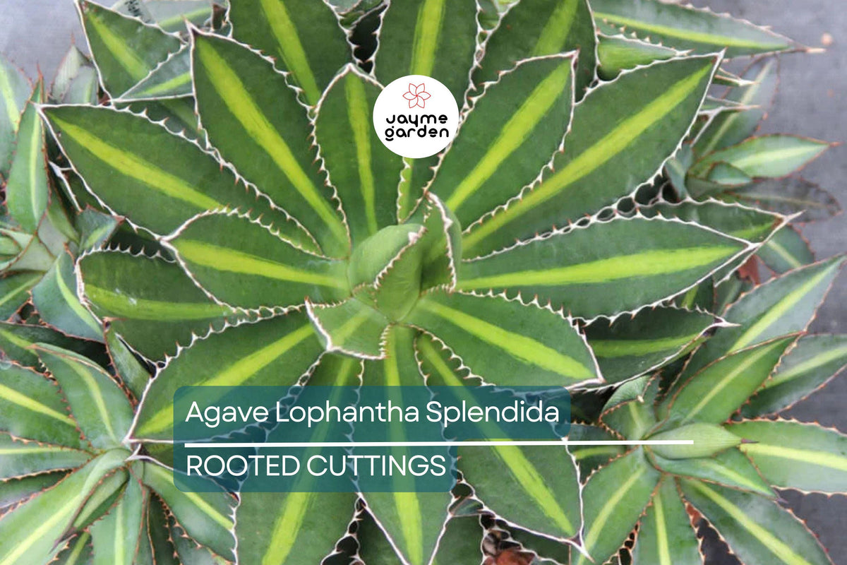 Christmas Cactus Starter Plant - Miss Shimano - Schlumbergera Truncata - Well-Rooted Indoor Cactus for Holiday Decor