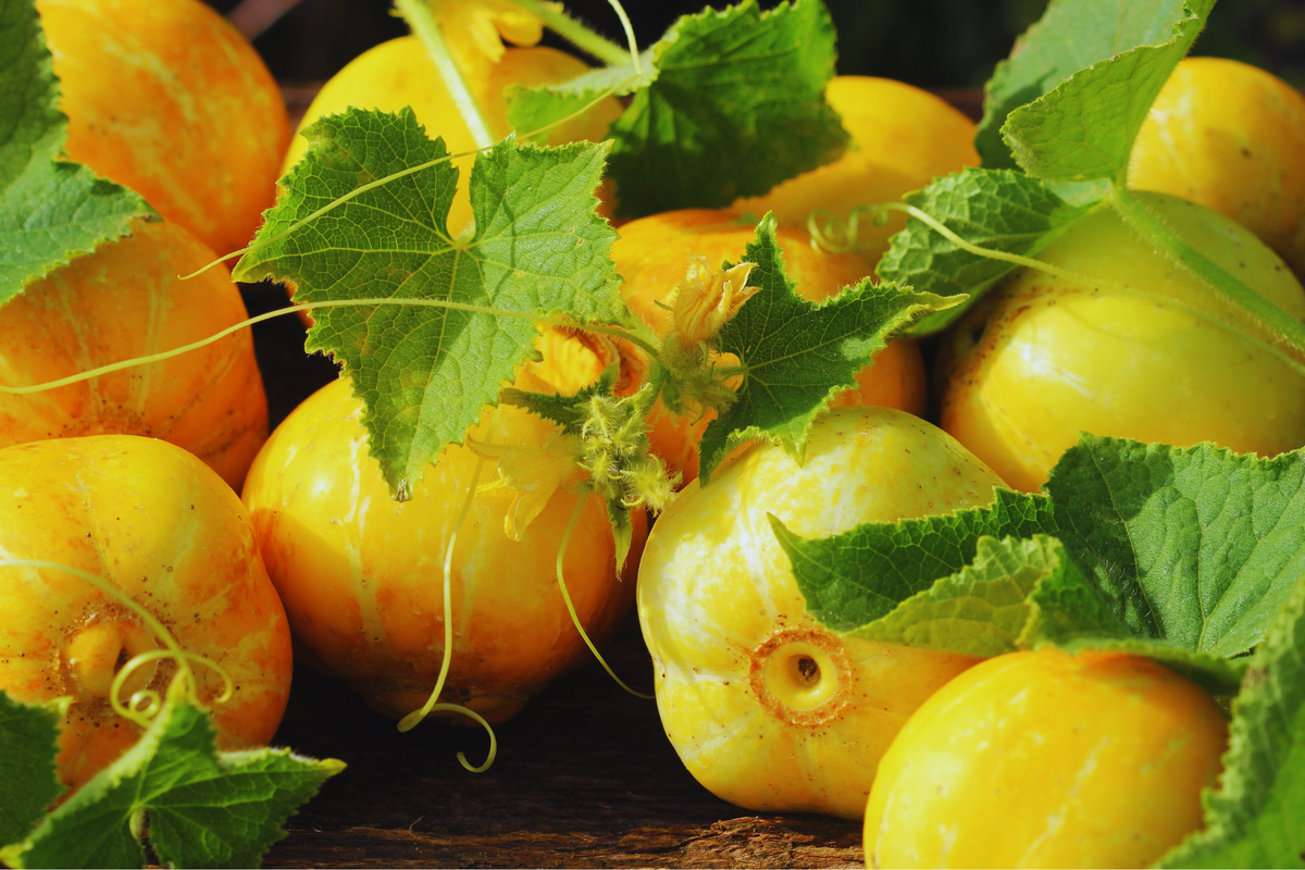 Lemon Cucumber Seeds - 50+ Non-GMO Seeds - Cucumis sativus - Heirloom Variety for Home Gardening and Salads