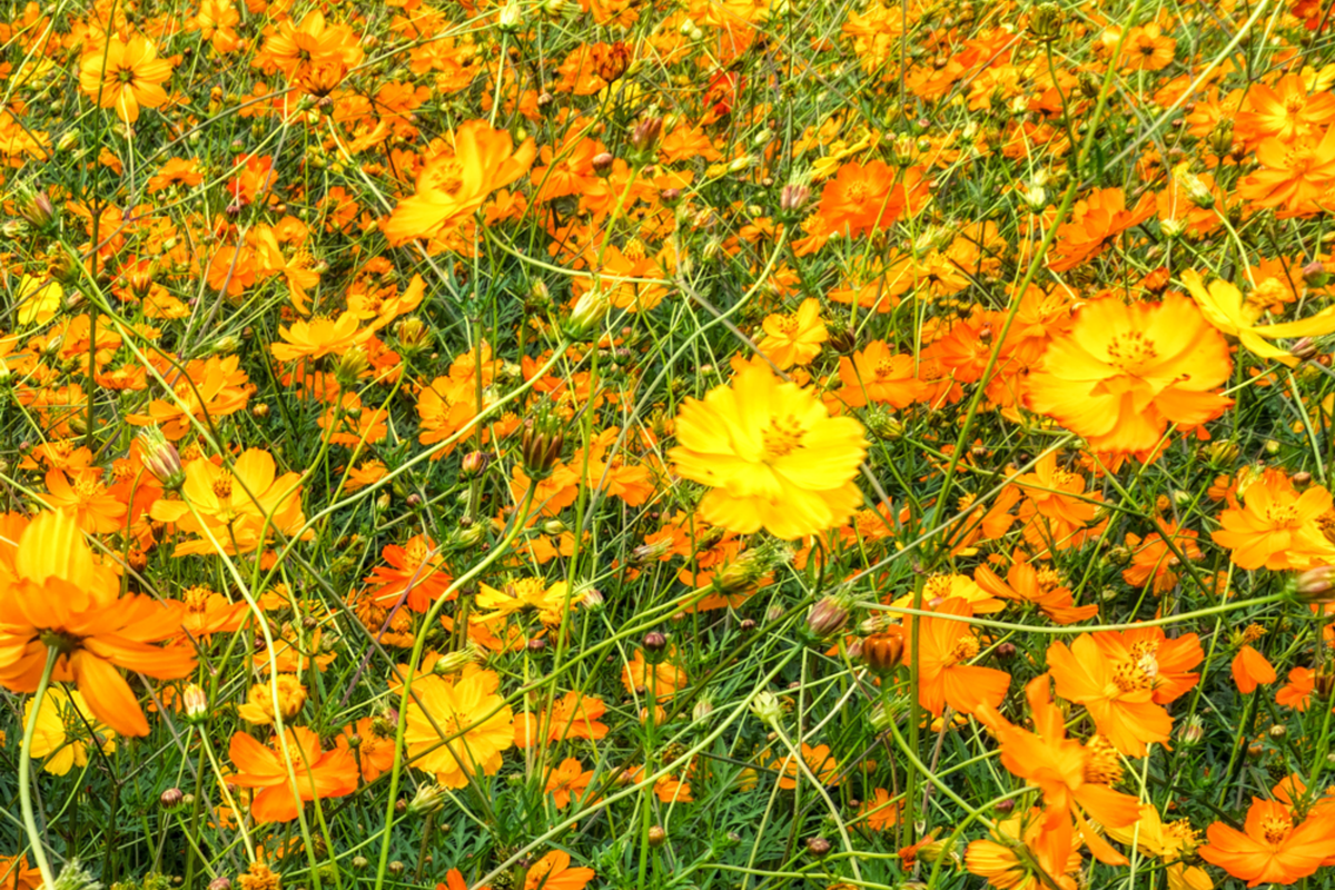 Bright Lights Cosmos Seeds | 100 Non-GMO Annual Flower Seeds | Colorful Mix | Cosmos bipinnatus