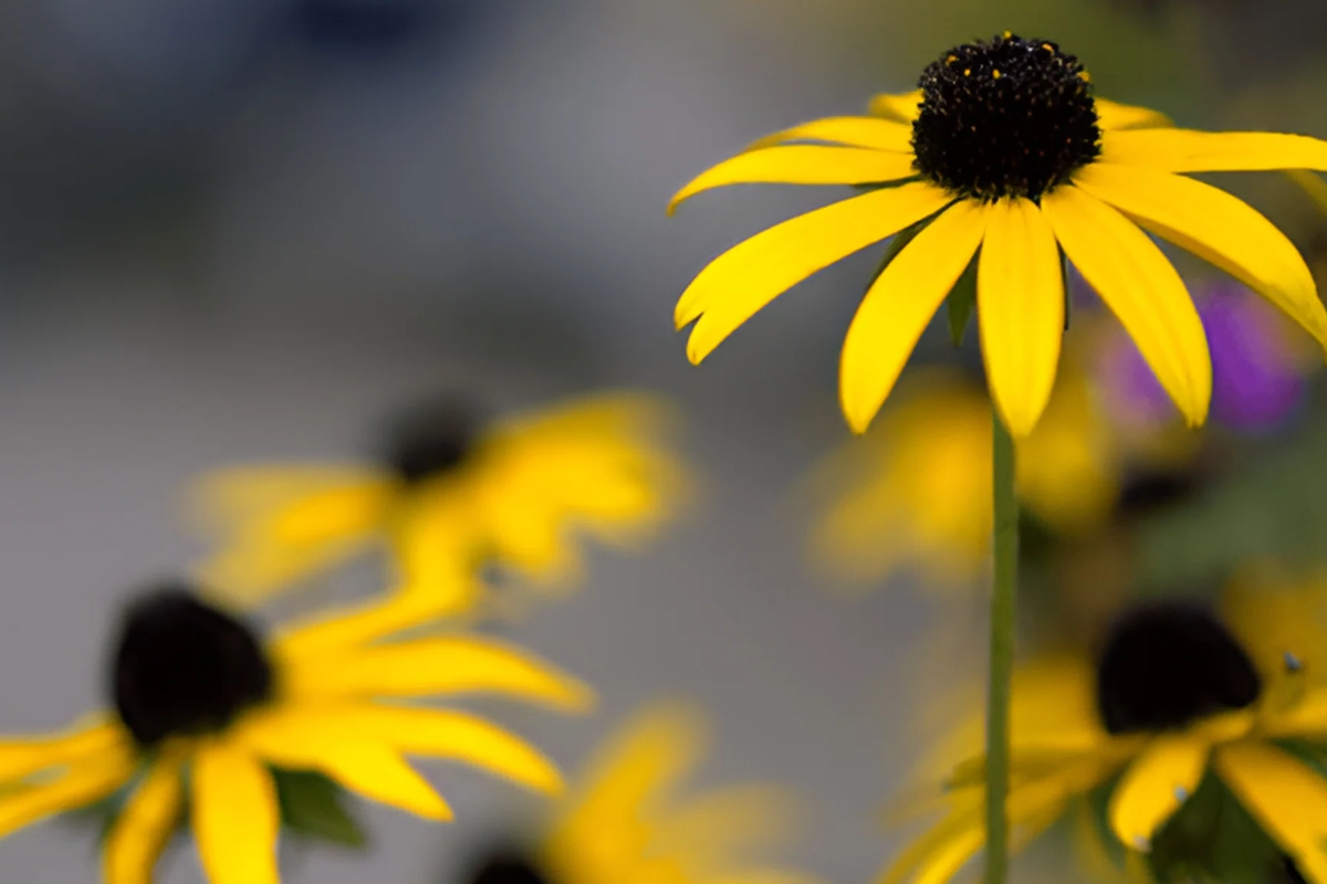 Black Eyed Susan Seeds 500+ Non-GMO Rudbeckia hirta Yellow Flower Garden Seeds for Pollinators