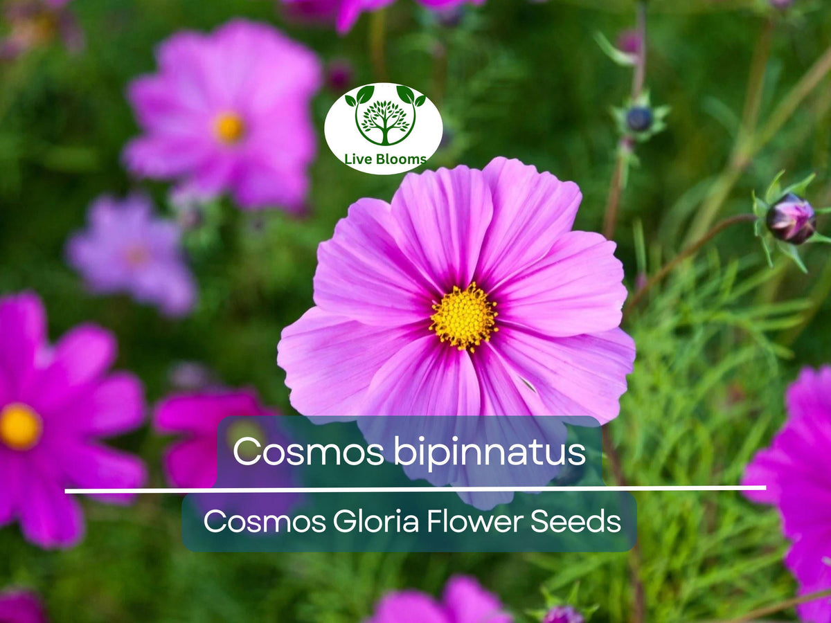 Cosmos Seeds 1 Gram - Cosmos Gloria, Vibrant Annual Flower, Pollinator-Friendly, Easy to Grow, Cosmos bipinnatus