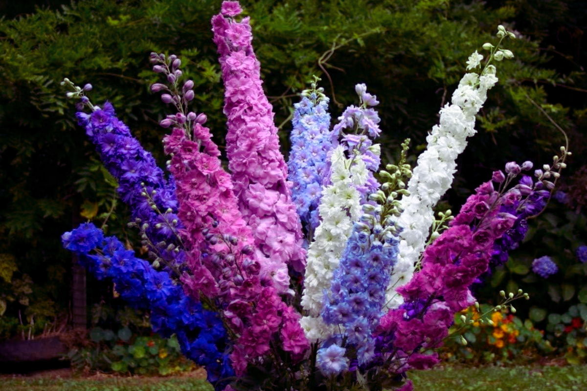Rocket Larkspur Seeds Mix | Colorful Flower Seeds | Delphinium Ajacis | Annual Garden Plants