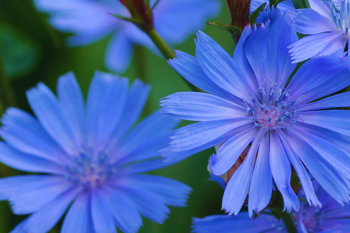 Chicory Wildflower Seeds 100g Electric Blue Cichorium Intybus Eco-Friendly Flower Seeds for Garden Planting