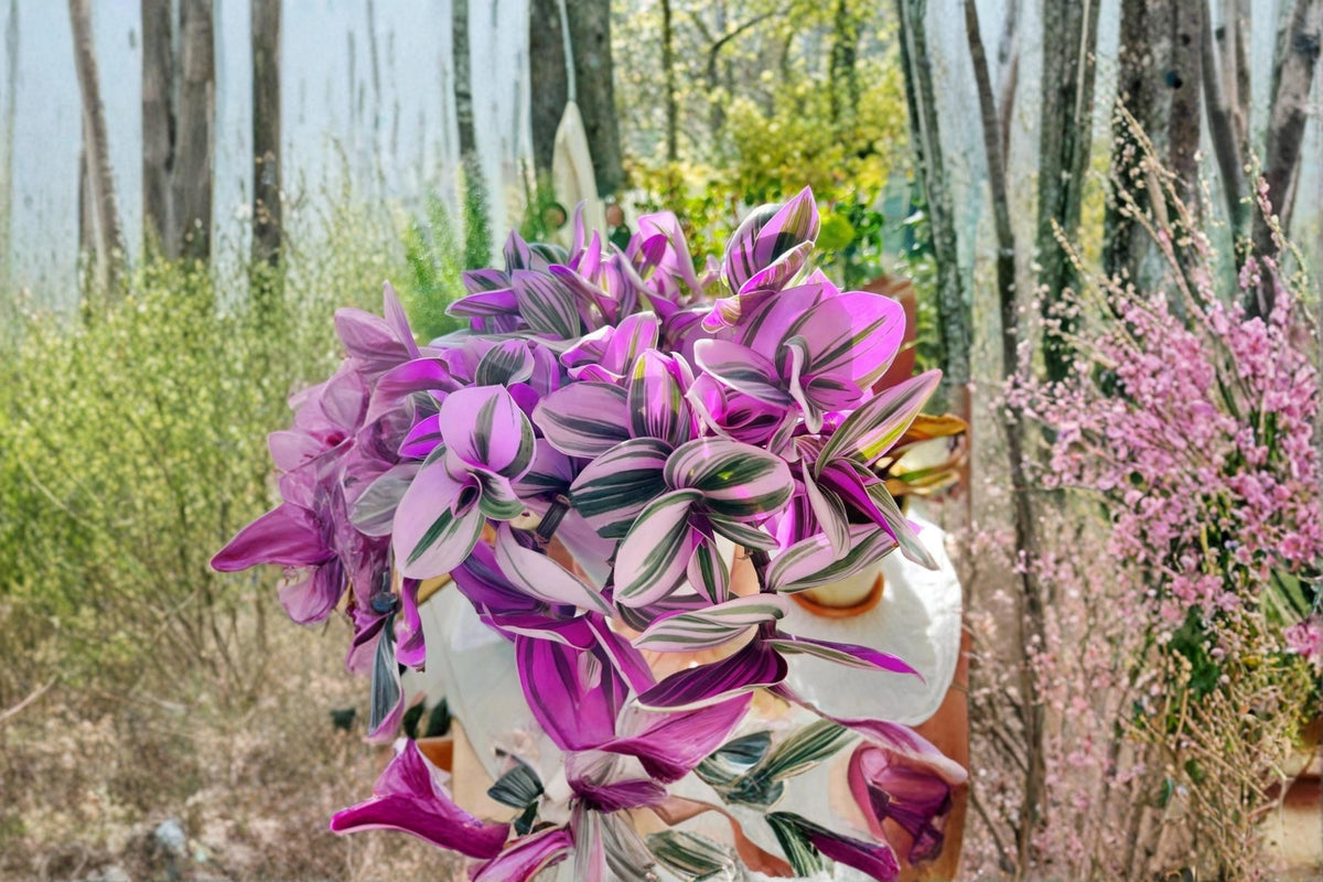 Christmas Cactus Starter Plant - Miss Shimano - Schlumbergera Truncata - Well-Rooted Indoor Cactus for Holiday Decor