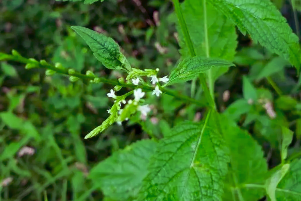 White Vervain Seeds - 100 Pack - Verbena Urticifolia - White Flower Seeds for Garden Planting - Attracts Pollinators