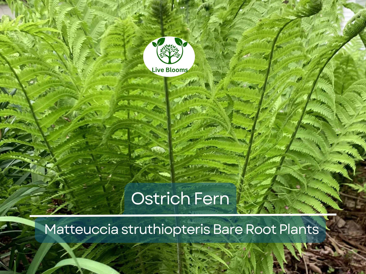 Mother of Thousands Seeds - 15 Pack - Kalanchoe daigremontiana - Mexican Hat Plant Succulent