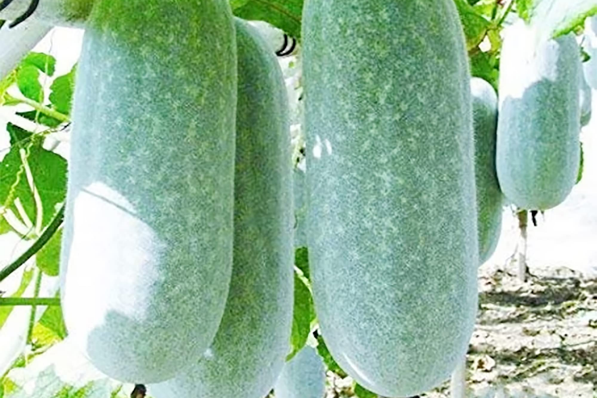 Wax Gourd Seeds - Organic NON-GMO Ash Gourd, White Winter Gourd (Benincasa hispida) for Home Gardeners