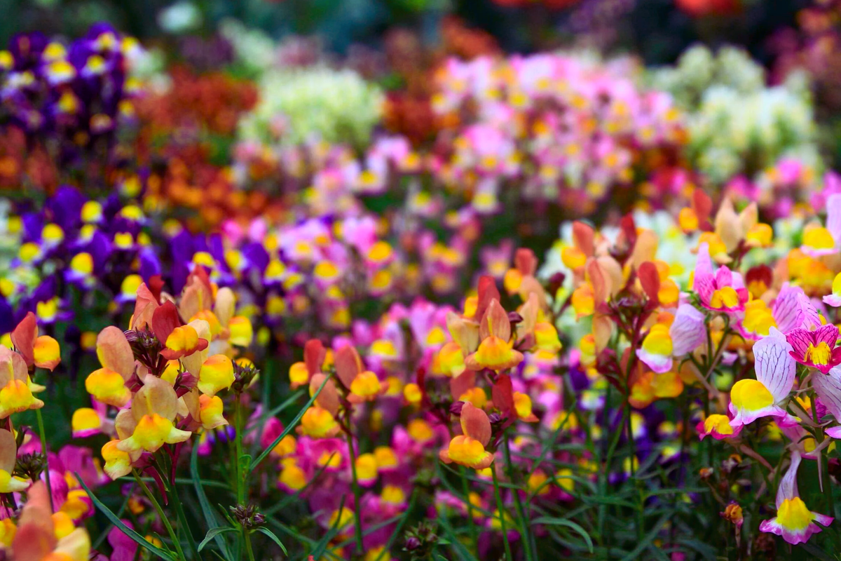 Fairy Bouquet Snapdragon Seeds - Baby Mix Antirrhinum majus - Colorful Annual Flower Seeds for Garden and Containers