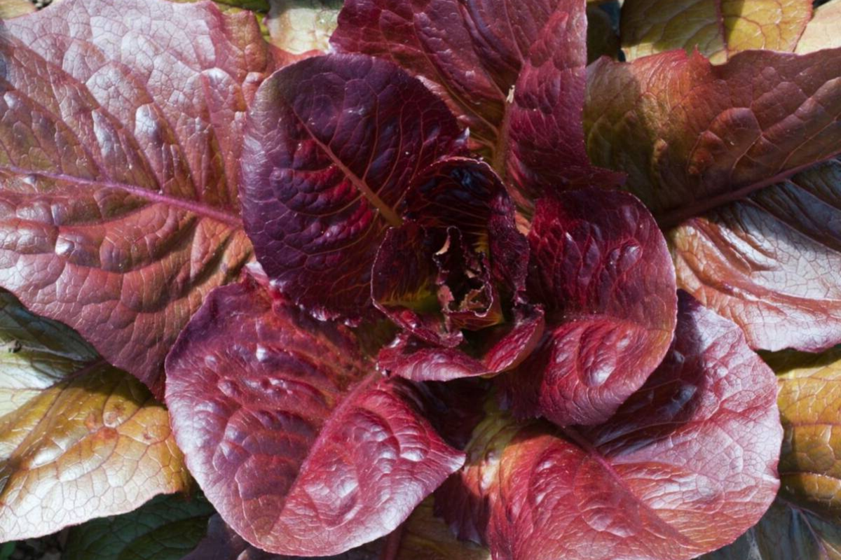 Red Romaine Lettuce Seeds | Organic Non-GMO Red Cos | Lactuca sativa | Heirloom Variety for Home Gardening