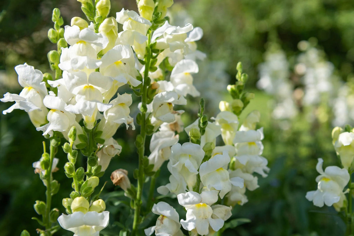 Snowflake Snapdragon Seeds, Antirrhinum majus, Pure White Blooms, Pollinator Friendly, Non-GMO, USDA Zones 3-9
