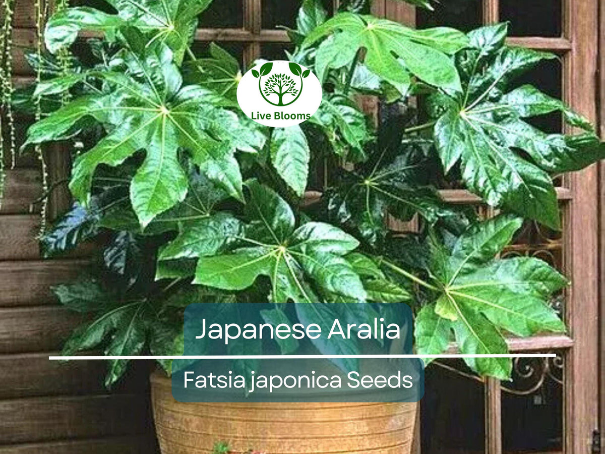 20 Japanese Aralia Seeds | Fatsia japonica | Non-GMO Indoor/Outdoor Evergreen Plant | Low-Light Houseplant | Easy to Grow