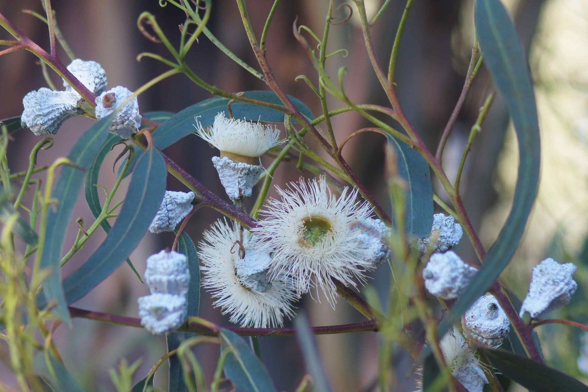 Blue Gum Eucalyptus Starter Plant 2′-3′ Eucalyptus globulus Aromatic Tree for Gardens, Landscaping, & Essential Oils