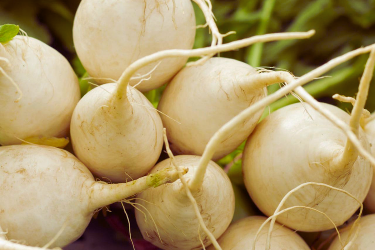 Hailstone Radish Seeds - White Globe - NON-GMO Vegetable Seeds - Raphanus sativus - Fast-Growing for Home Gardening