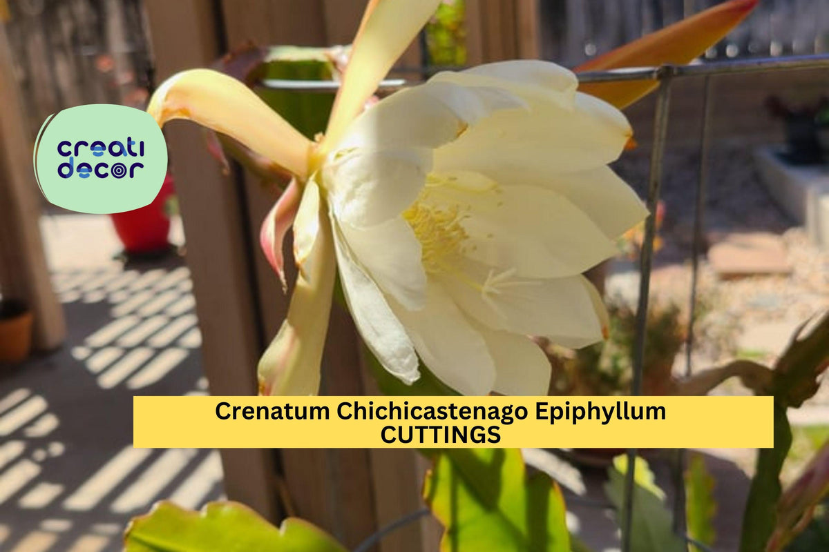 Christmas Cactus Starter Plant - Miss Shimano - Schlumbergera Truncata - Well-Rooted Indoor Cactus for Holiday Decor