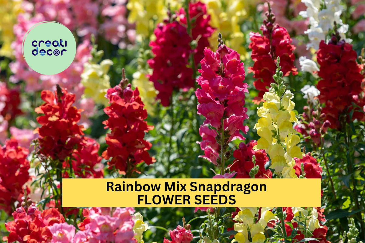 Christmas Cactus Starter Plant - Miss Shimano - Schlumbergera Truncata - Well-Rooted Indoor Cactus for Holiday Decor