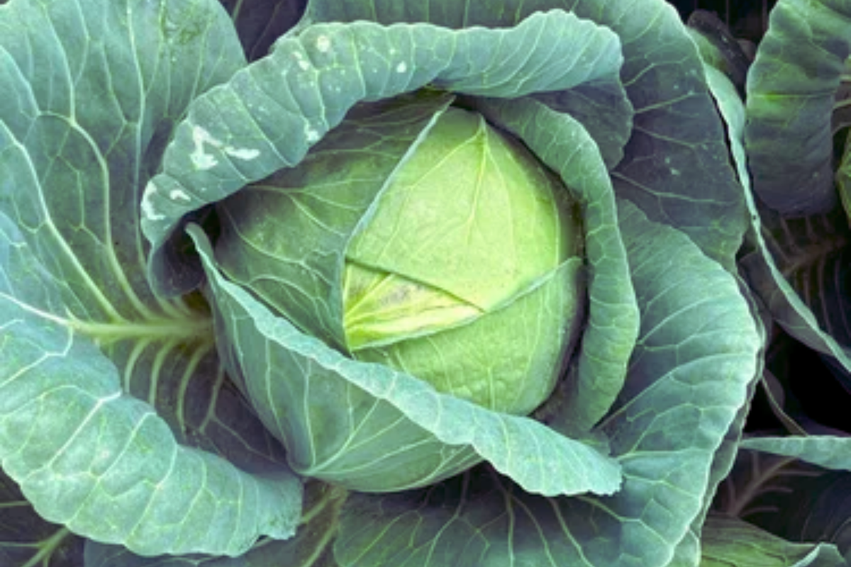 Cabbage Seeds Pack - Hybrid Wakamine Green - Brassica oleracea var. capitata - 20 Seeds for Home Gardening