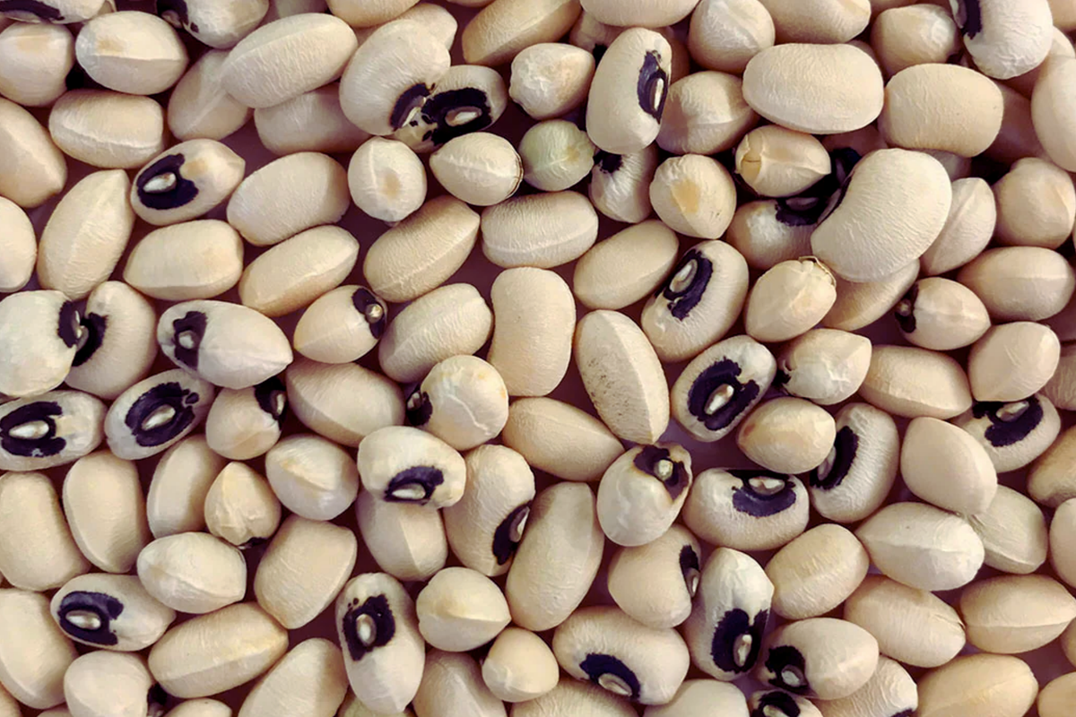 Black-eyed Pea Seeds | Organic Cowpea Variety | Vigna unguiculata | Southern Pea for Easy Gardening and Nutritious Harvest