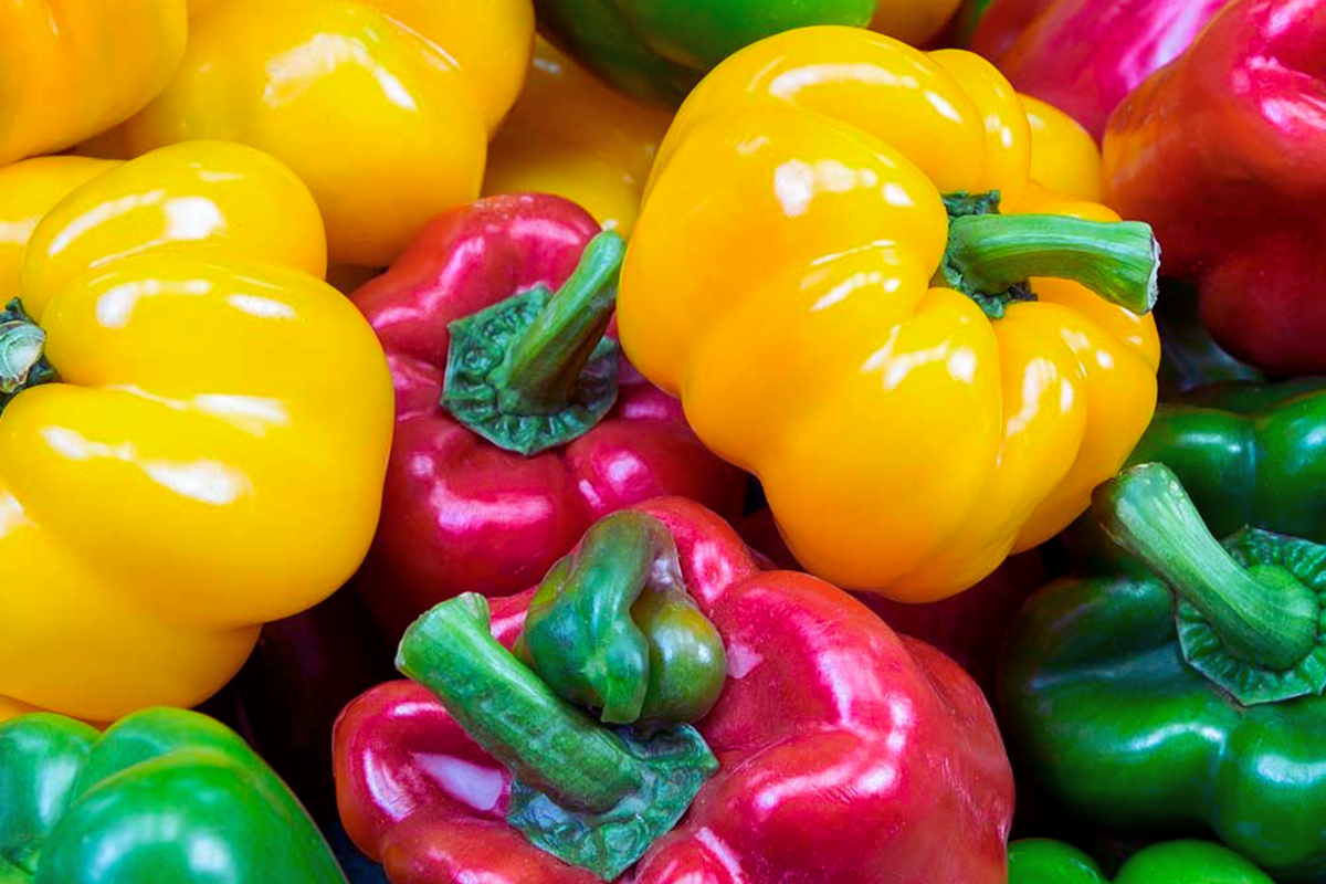 California Wonder Sweet Bell Pepper Seeds | Non-GMO Heirloom | Capsicum annuum | Vibrant Red, Yellow, Orange Peppers
