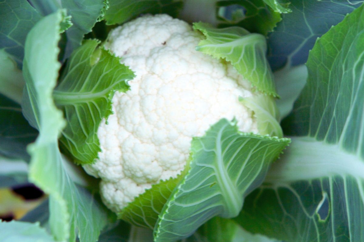Self Blanching Cauliflower Seeds - Non-GMO Vegetable Seeds - Brassica oleracea - Easy Grow for Home Garden