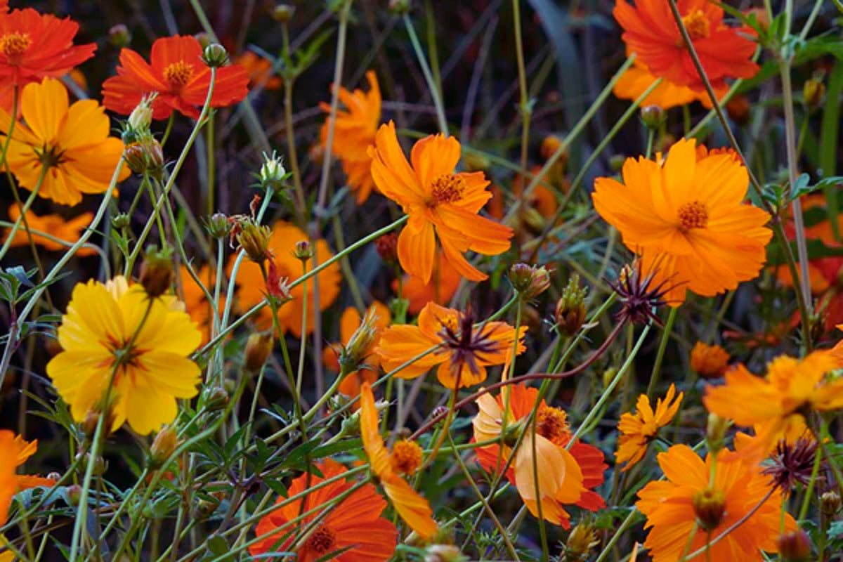 Bright Lights Cosmos Seeds | Non-GMO Annual Flower Seeds | Colorful Blooms | Cosmos bipinnatus