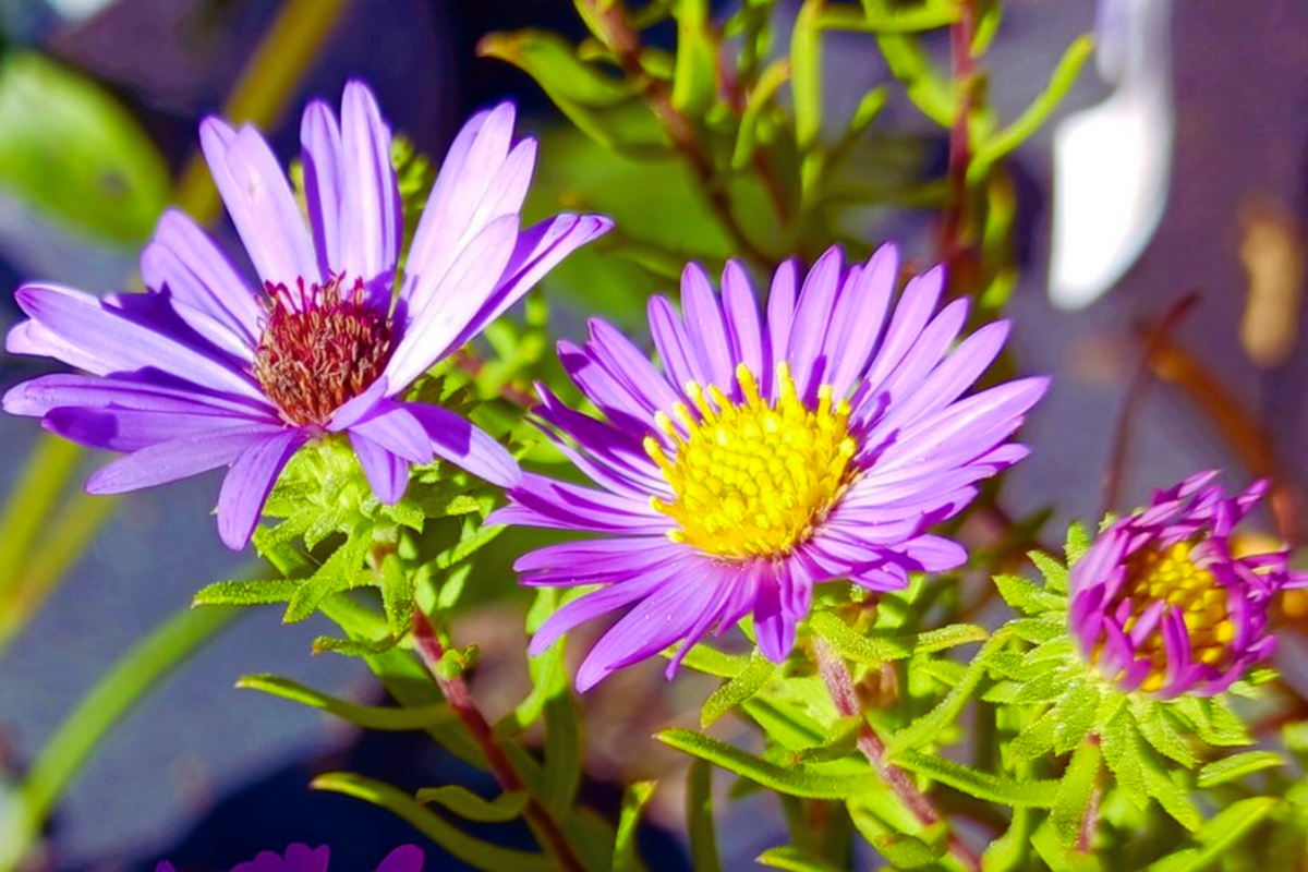 Aromatic Aster Seeds - Wild Blue Aster - Symphyotrichum oblongifolium - Flower Seeds for Pollinator Gardens