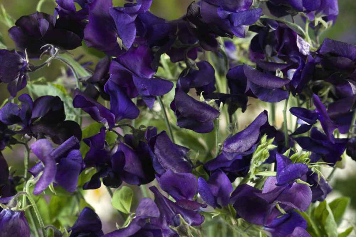 Royal Navy Blue Sweet Pea Seeds | Non-GMO | Fragrant Purple/Blue Blooms | Lathyrus odoratus | Attracts Pollinators