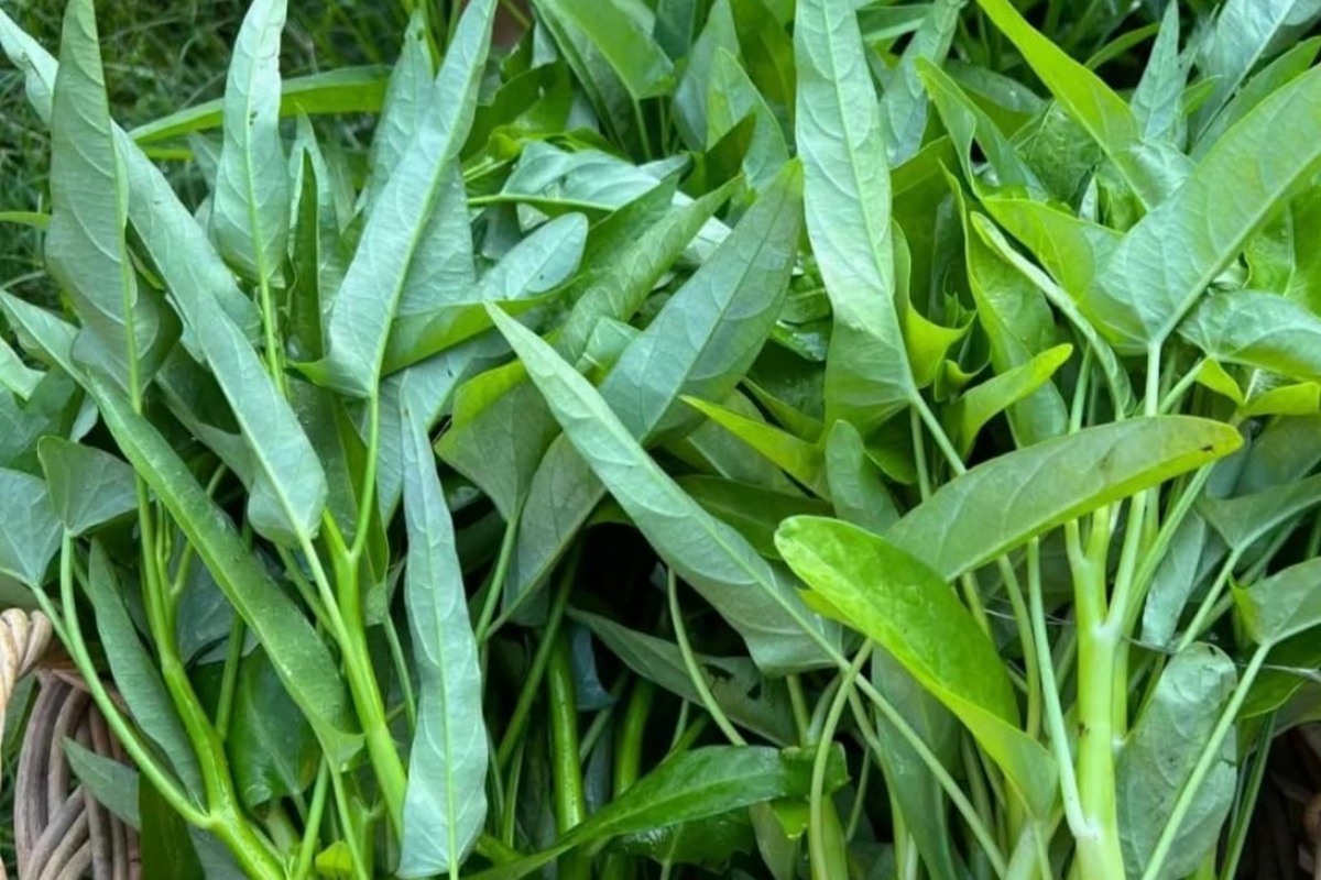 Thai Water Spinach Seeds - White Stem Ong Choy Kangkong - Fast Growing Aquatic Vegetable Seeds - Ipomoea aquatica