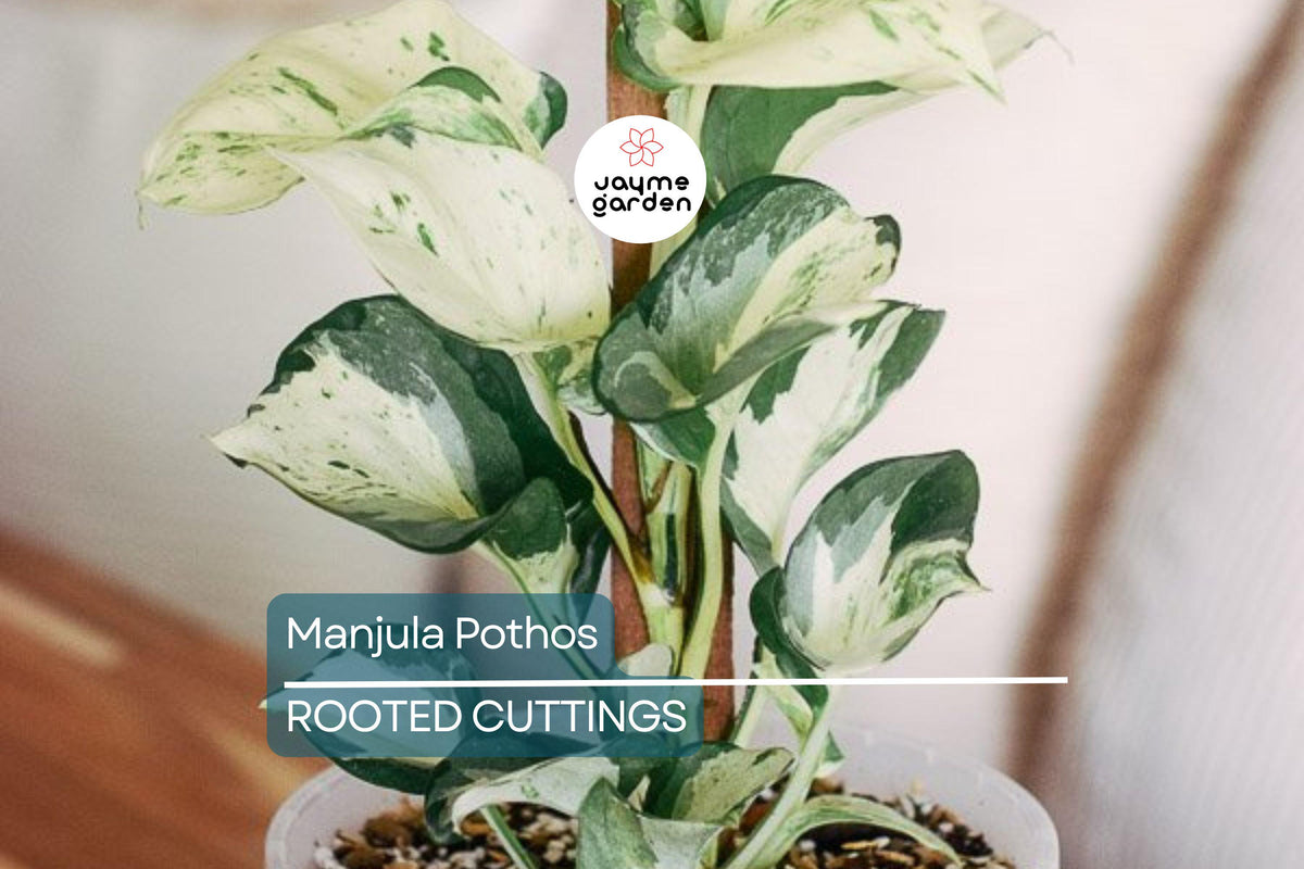 Christmas Cactus Starter Plant - Miss Shimano - Schlumbergera Truncata - Well-Rooted Indoor Cactus for Holiday Decor