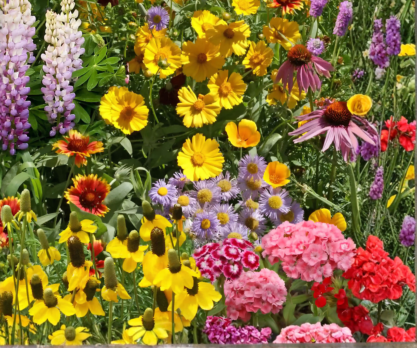 Bulk Wildflower Seed Mix - 187,500 Seeds, Perennial Variety for 1000 SQFT Coverage, Native Plants for Eco-Friendly Gardens