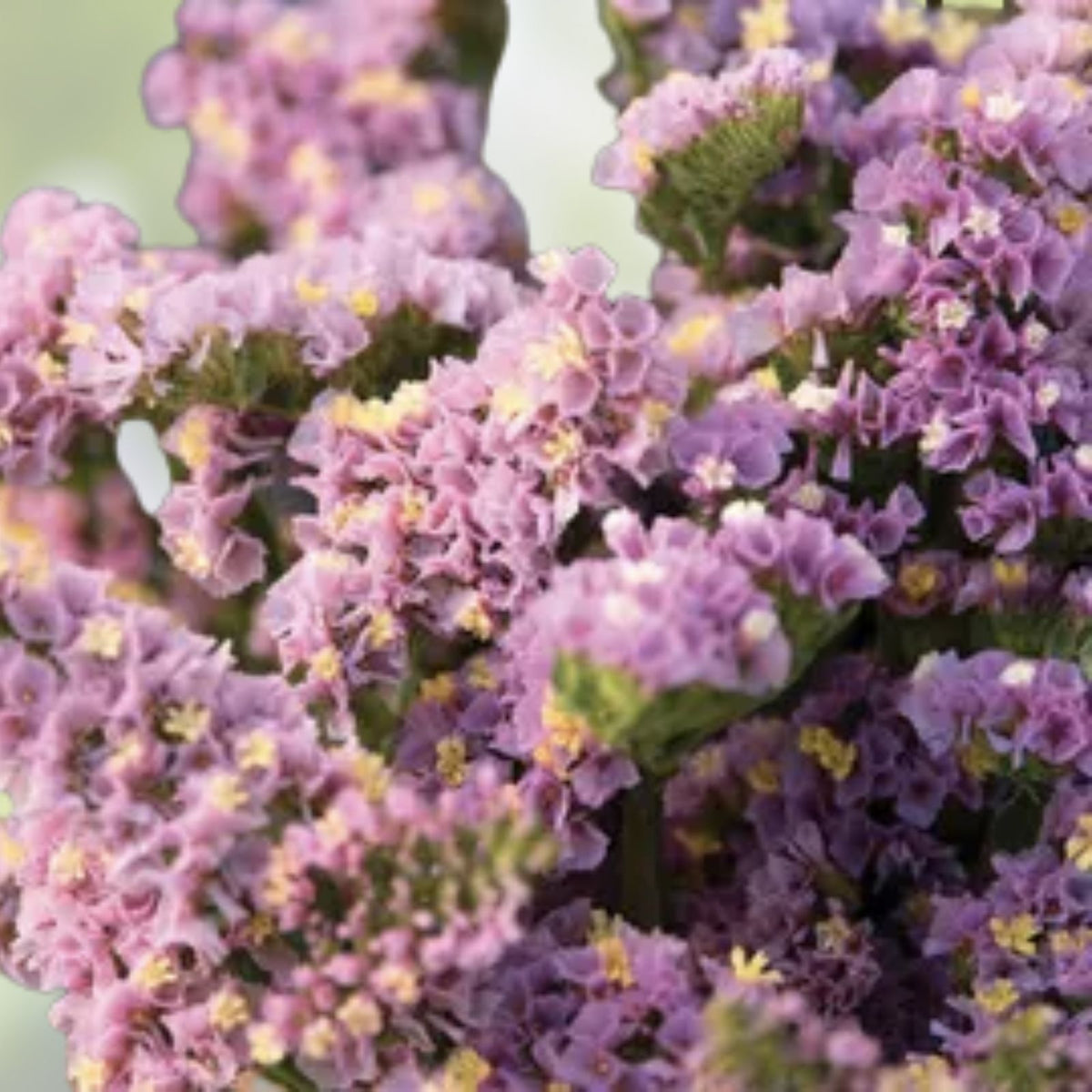 Statice Seeds - 85 Seeds - Twilight Variety - Non-GMO Flower Seed for Garden - Limonium sinuatum