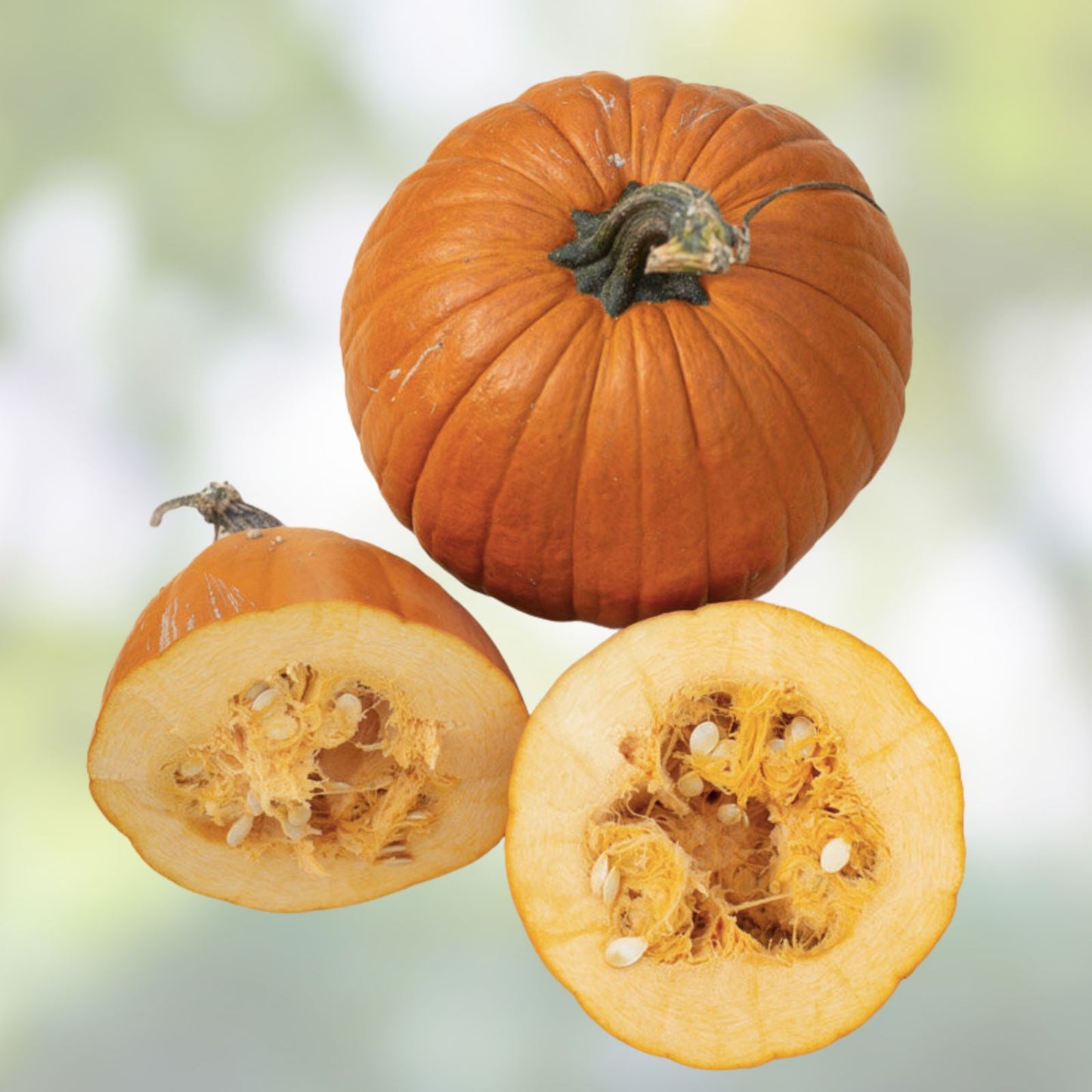 Jack-O'-Lantern Pumpkin Seeds 20 Pack Organic Cucurbita pepo Medium Symmetrical Fruit Halloween Decor