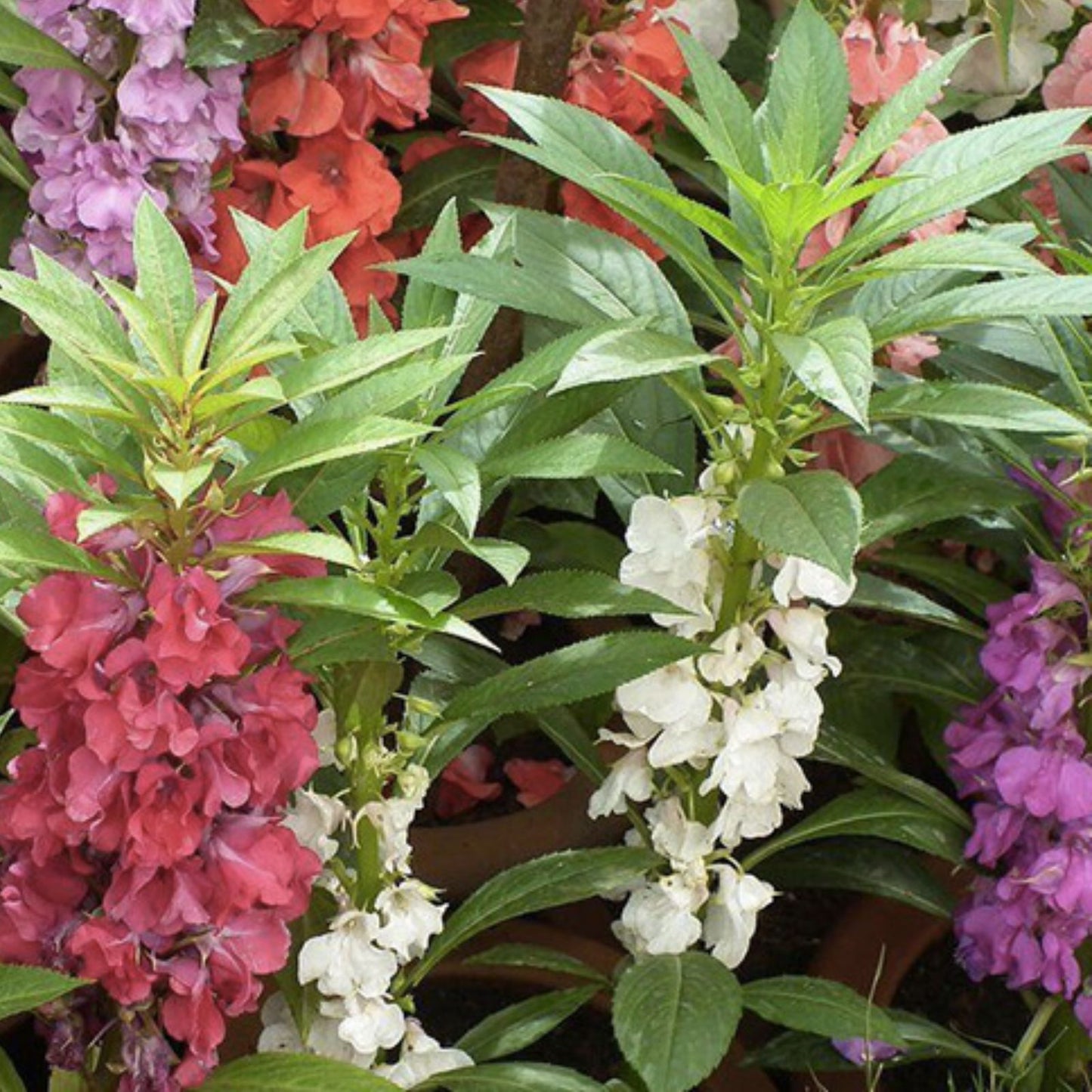 Tom Thumb Impatiens Seeds | Non-GMO | Colorful Garden Flowers | Impatiens walleriana