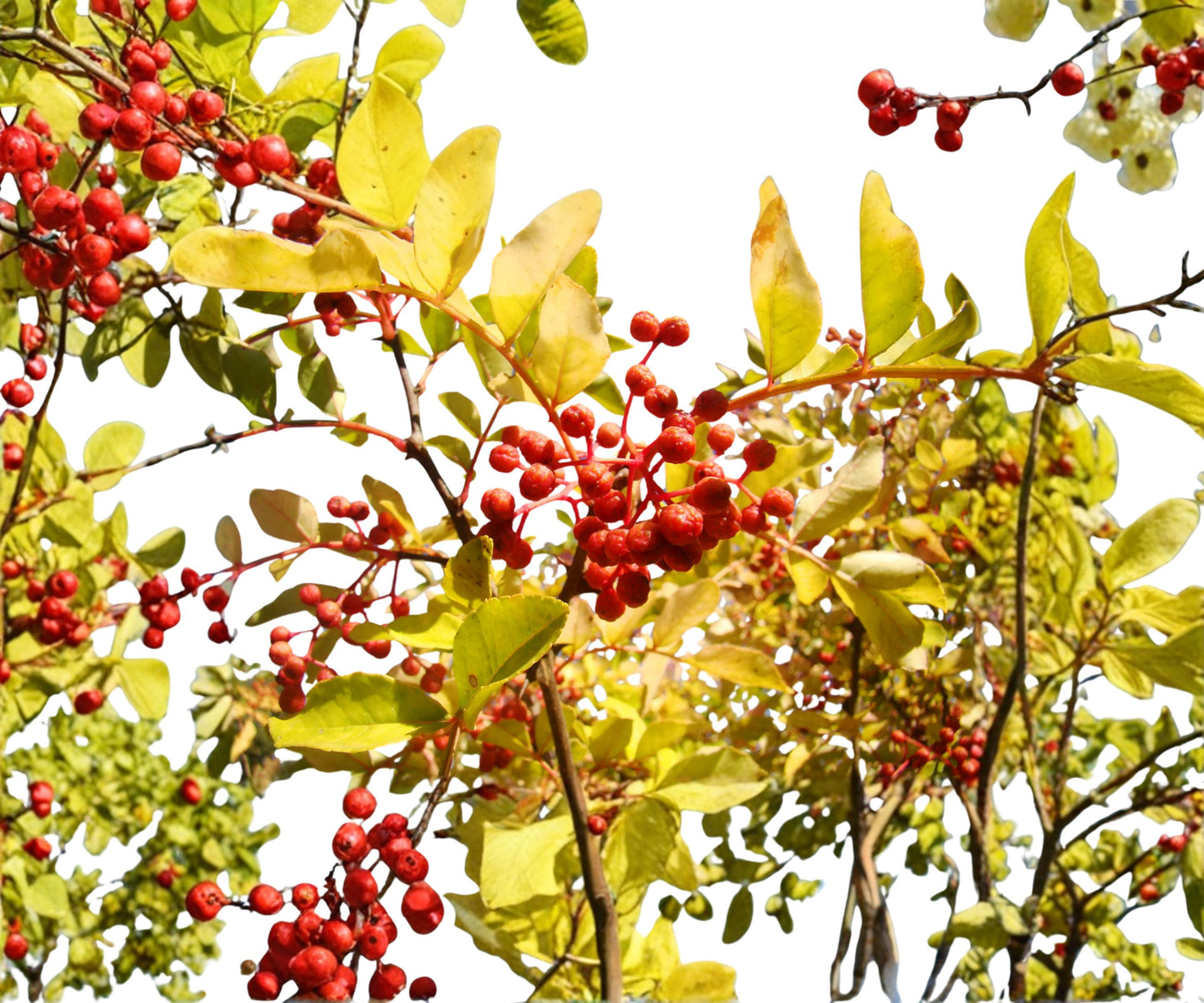 Live Sichuan Pepper Tree Seedlings 5-10 Inch Tall - Zanthoxylum simulans - Flowering and Culinary Use