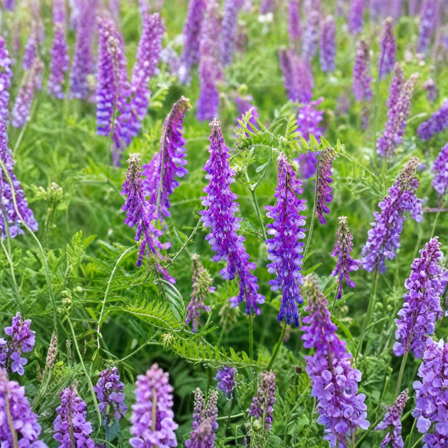 Hairy Vetch Seeds 5 Pounds for Planting Cover Crop, Grain, Bee Pasture, Pollinator (Vicia villosa)