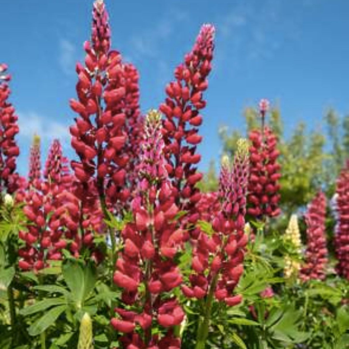 Lupine Seeds - Red Russell Variety - My Castle, Red Castle - Free Shipping - (Lupinus polyphyllus)