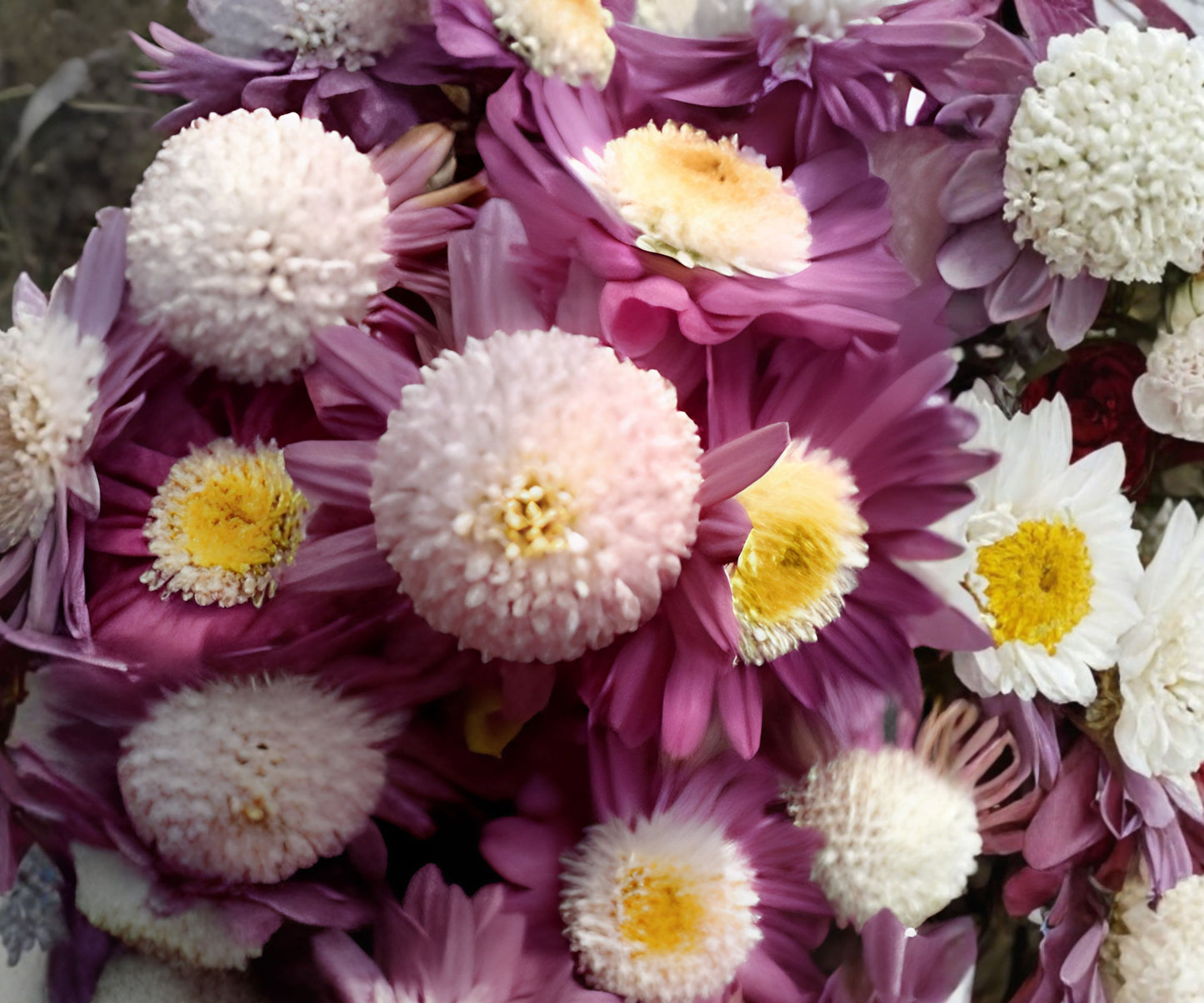 Destino Peaches Mum Chrysanthemum Seeds - 200+ Flower Seeds - Chrysanthemum morifolium