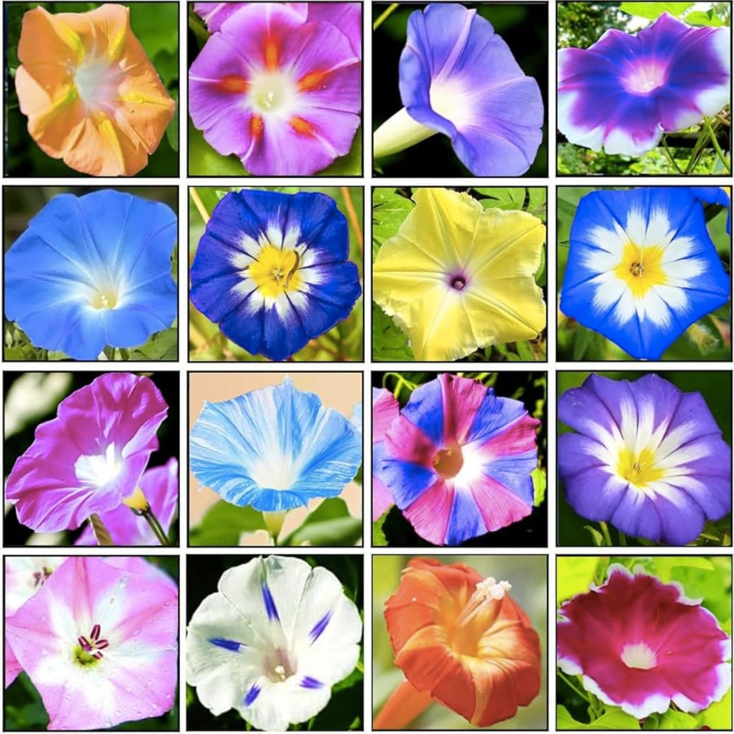 Morning Glory Climbing Vine Seeds - 100 Pack - Mixed Color Varieties - Ipomoea tricolor