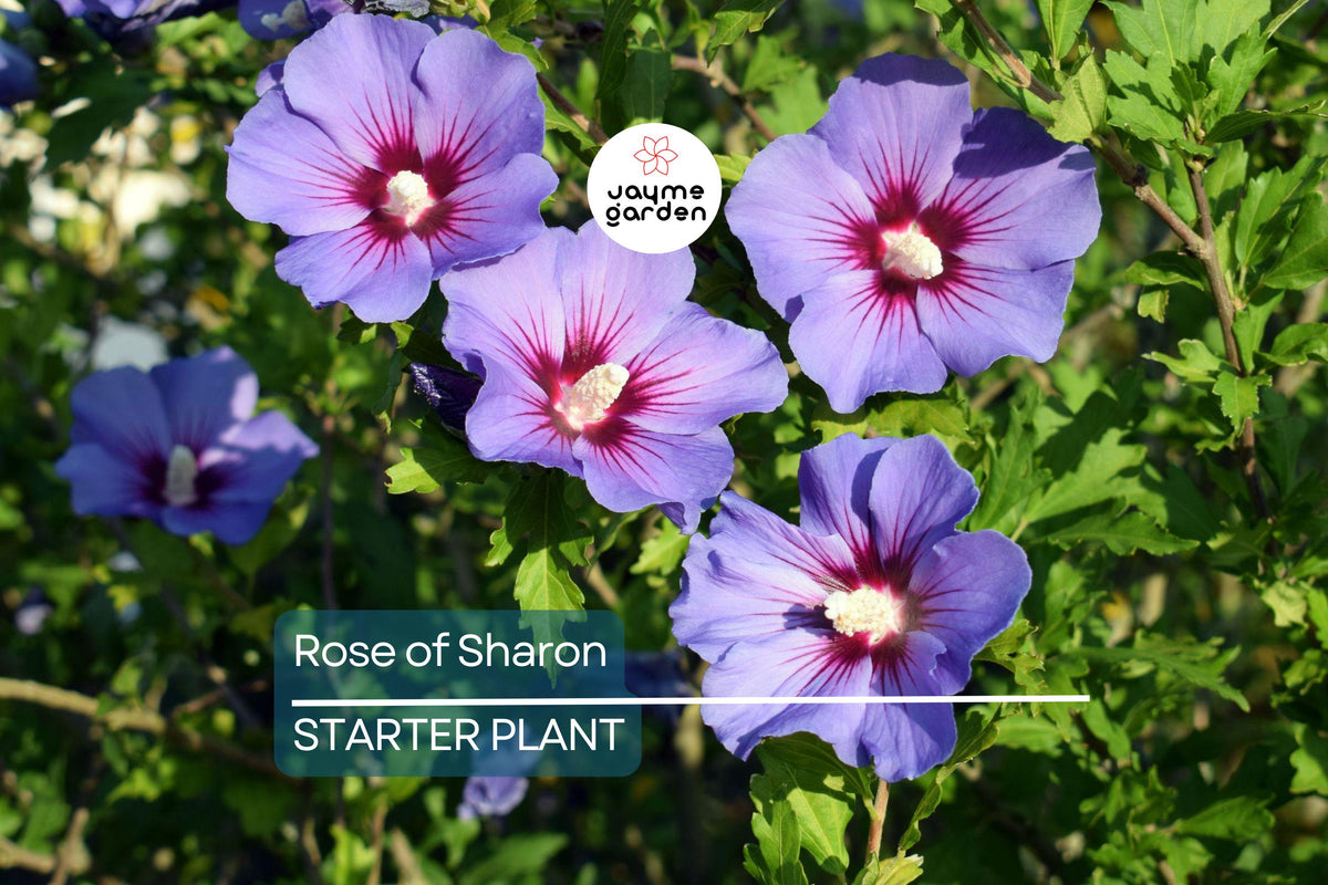 Christmas Cactus Starter Plant - Miss Shimano - Schlumbergera Truncata - Well-Rooted Indoor Cactus for Holiday Decor