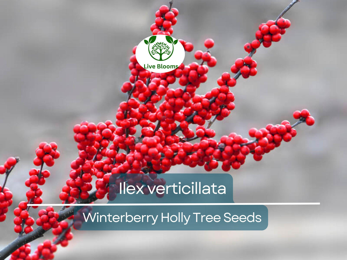 Climax Timothy Grass Seeds | Cover Crop Seeds for Hay & Wildlife | Phleum pratense | High Nutritional Value