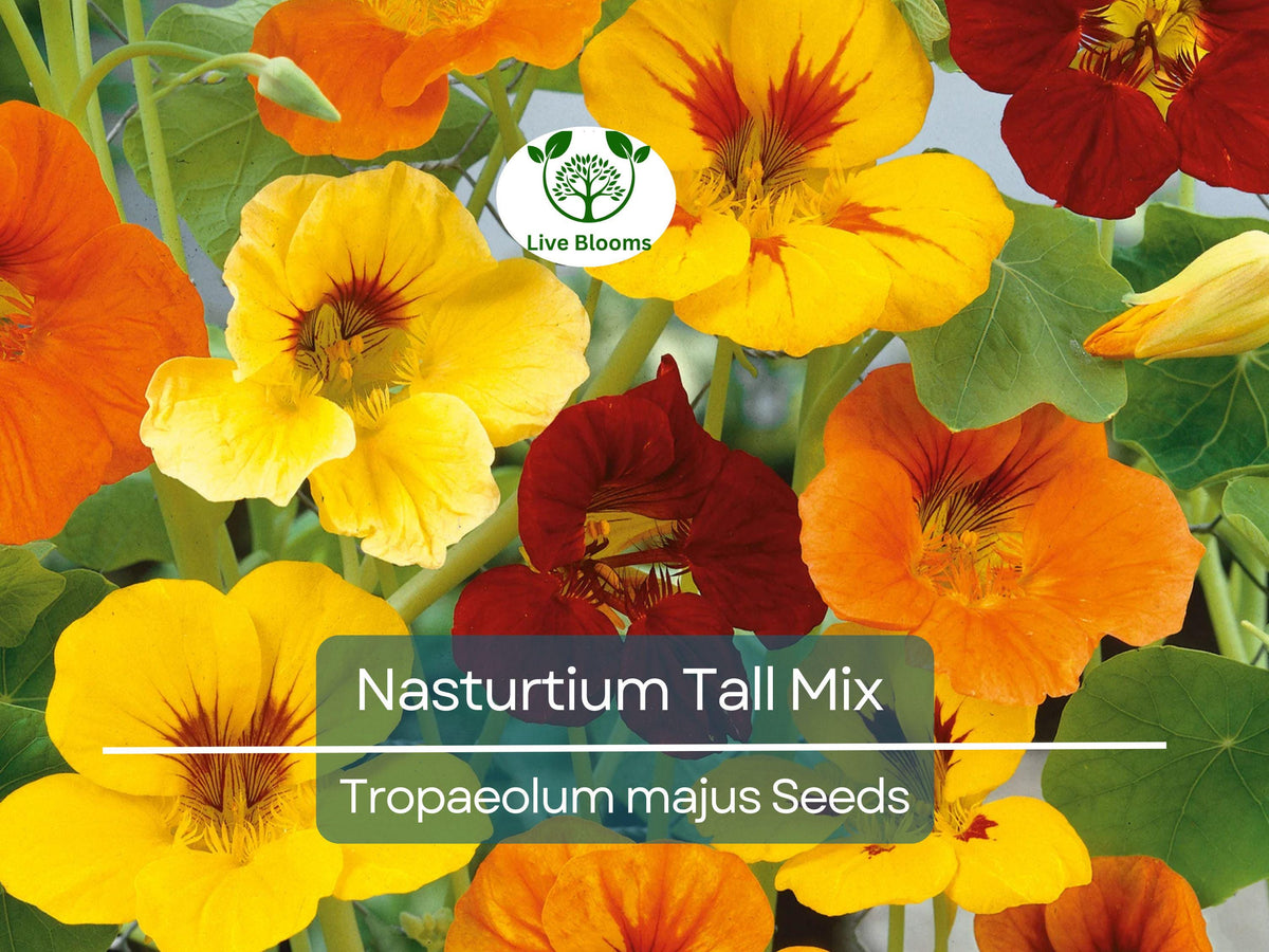 Nasturtium Seeds 25 Count, Tall Mix Edible Flowers, Heirloom Non-GMO, Vibrant Colors for Gardens & Culinary Use (Tropaeolum majus)