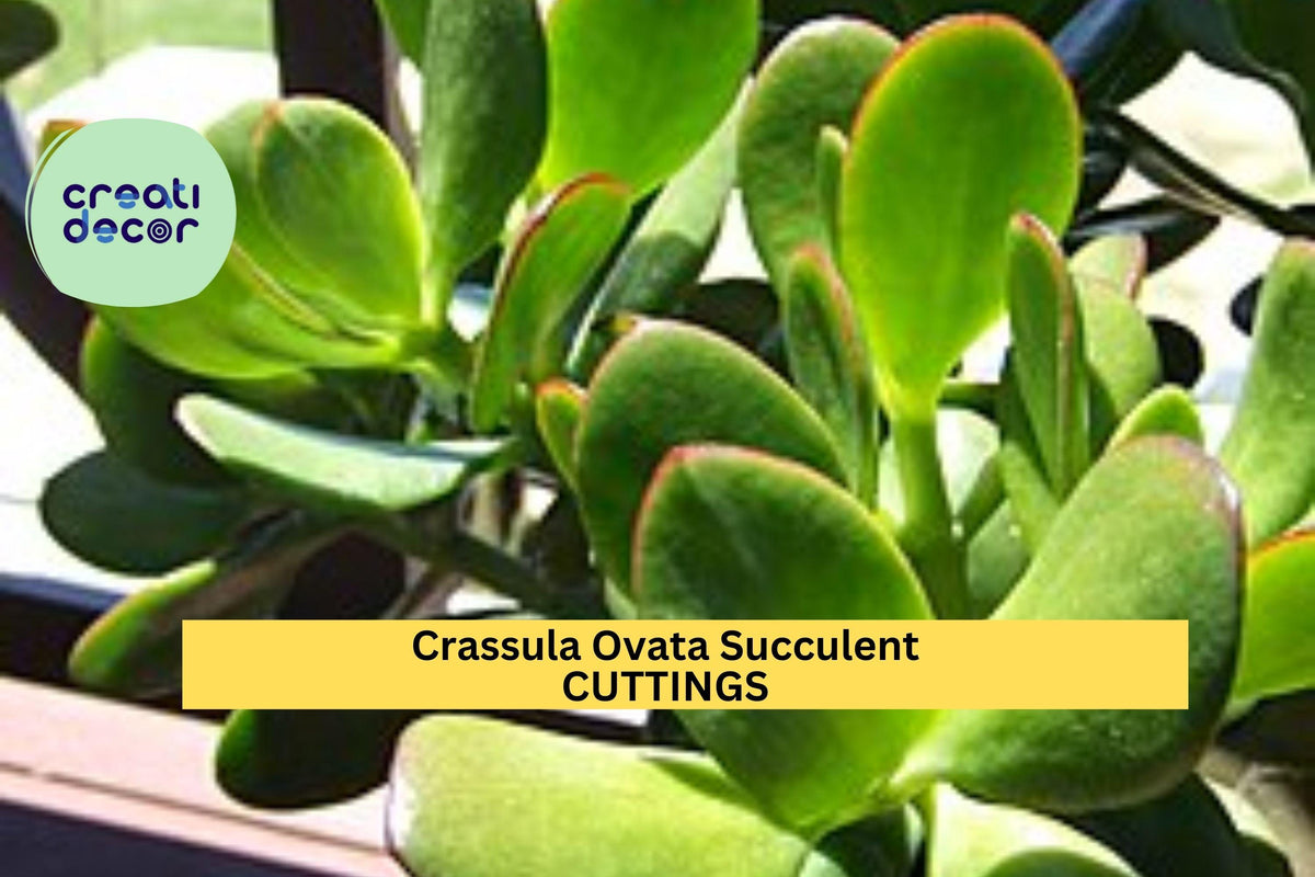 Christmas Cactus Starter Plant - Miss Shimano - Schlumbergera Truncata - Well-Rooted Indoor Cactus for Holiday Decor