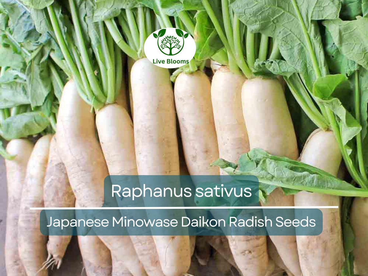 Japanese Minowase Daikon Radish Seeds - 1 Gram Heirloom Raphanus sativus for Planting, Gardening & Crisp White Harvests