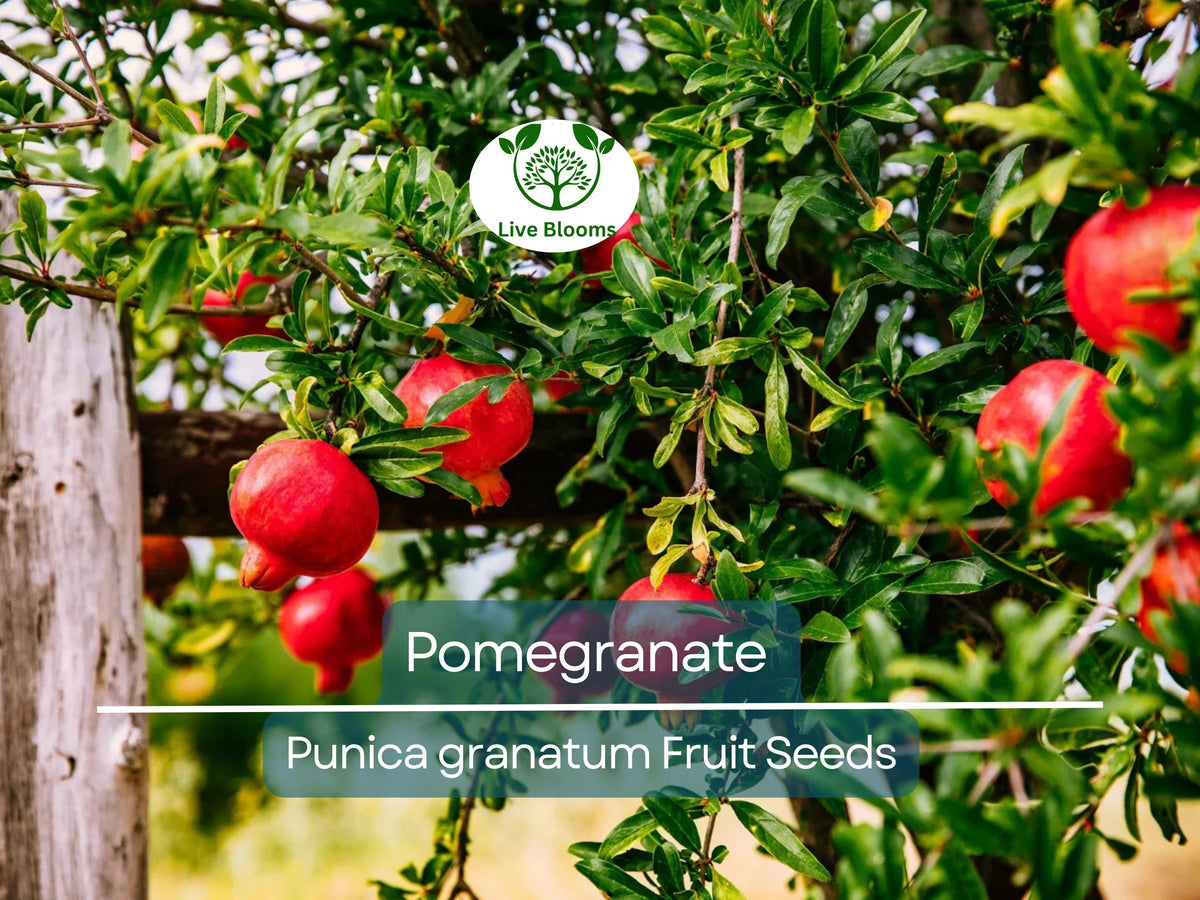 25 Pomegranate Seeds for Planting - Sweet Tropical Fruit (Punica granatum) - Fast Growing Edible Shrub/Tree for Home Gardens