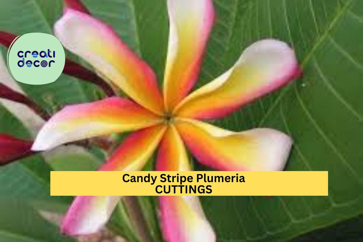 Christmas Cactus Starter Plant - Miss Shimano - Schlumbergera Truncata - Well-Rooted Indoor Cactus for Holiday Decor