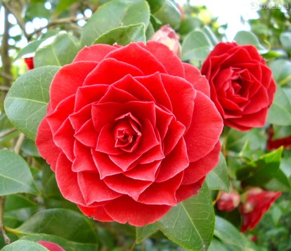 Super Rare ‘Middlemist Red’ Camellia Cuttings - 3 Unrooted Cuttings for Propagation - Camellia japonica