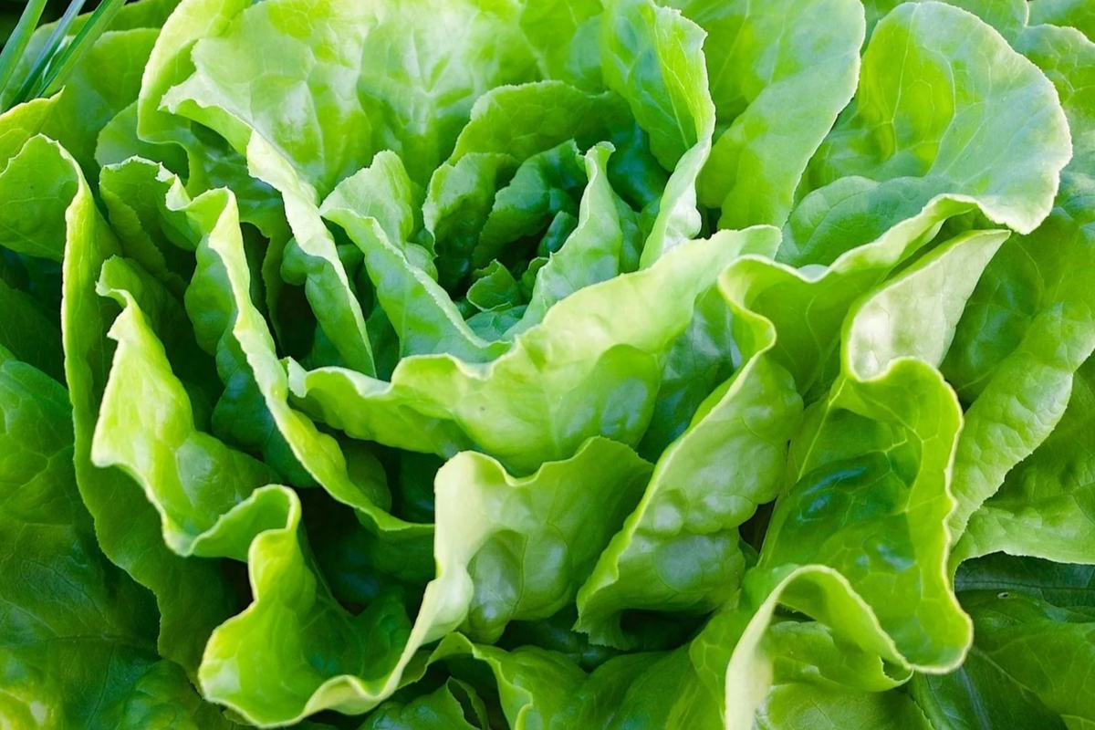 Butterhead Lettuce Seeds | Kagraner Sommer Variety | Non-GMO Summer Lettuce | Lactuca sativa