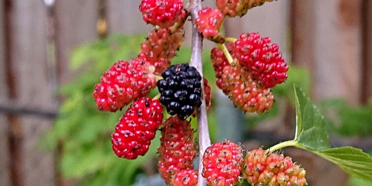 Live Bare Root Red Mulberry Tree - Morus rubra - Native Fruit Tree for Wildlife & Shade - Sweet Berries - Not Dwarf Variety